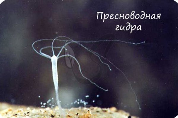 Кракен 9ат